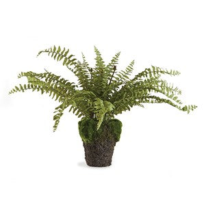 Napa-BOSTON FERN 16" DROP-IN