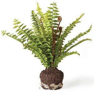 Napa-BOSTON FERN DROP-IN 11"
