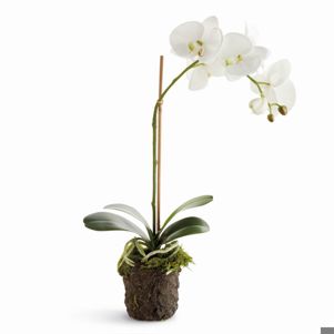 Napa-PHALAENOPSIS DROP-IN 21"